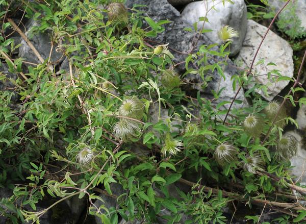 乌头属 伏毛铁棒锤 aconitum flavum(海子山)