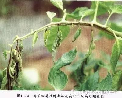 粉果西红柿细菌性病害图解