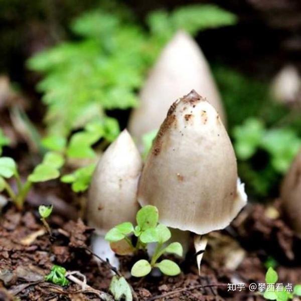 福建:鸡脚菇