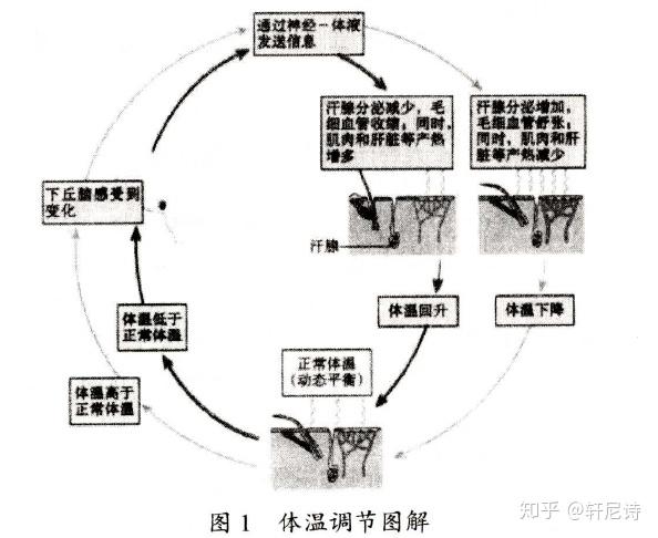 可以设计活动使学生归纳出机体产热与散热调节体温的基本模型(表1)