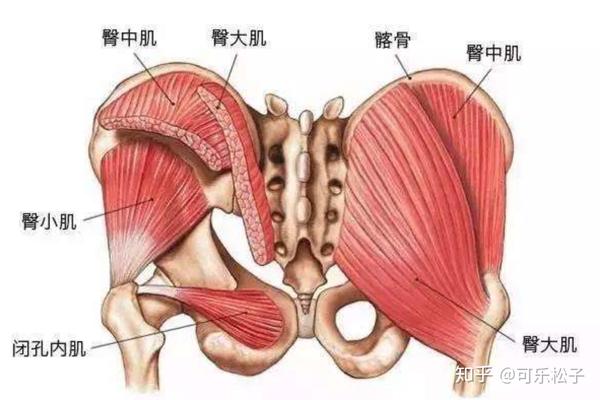 下肢带肌包括:髂腰肌,梨状肌,臀大肌,臀中肌