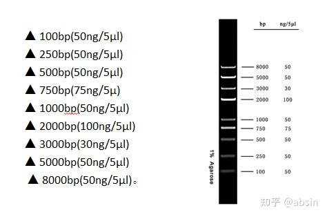 dl8000 dna marker由9条dna条带组成,dna条带分别为: 本产品为即用型