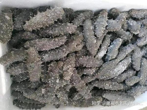 【干货】家里的海参该如何保存?方法都在这里!