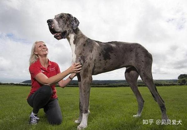 top3,伯恩山犬