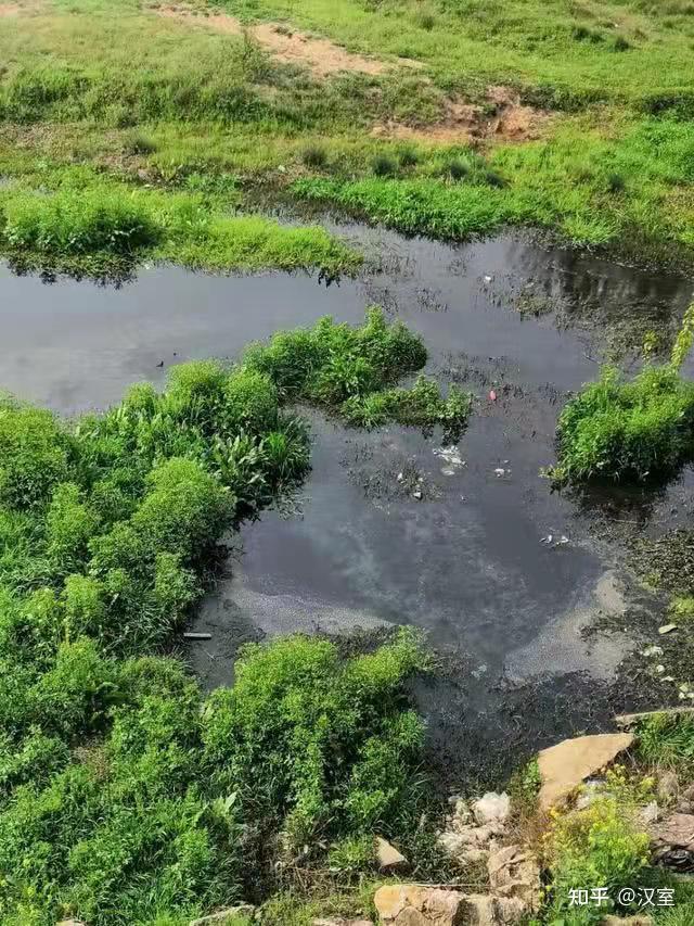 水体富营养化的危害