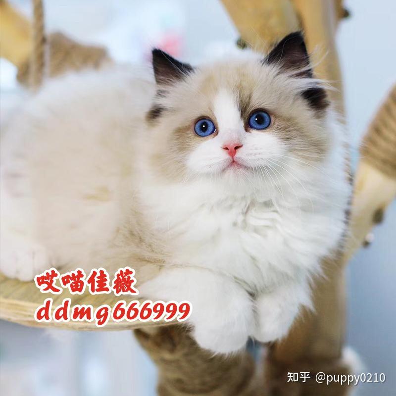 我家这只布偶属于海双还是手套色?
