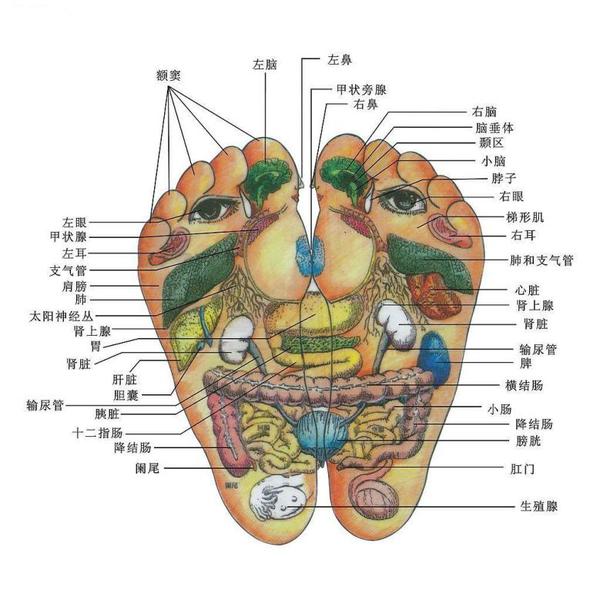 脚底穴位对应器官 现在大家了解了吗?泡脚有多重要了 !!