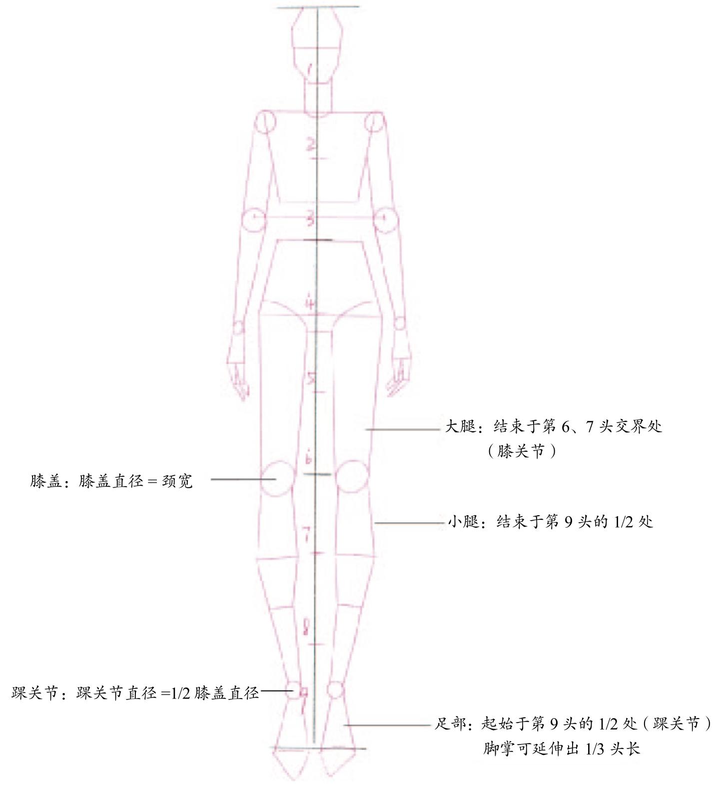 12时装画人体比例与结构