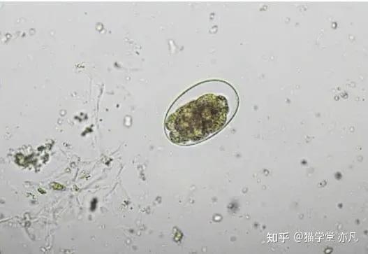 猫的钩虫可以感染给人么