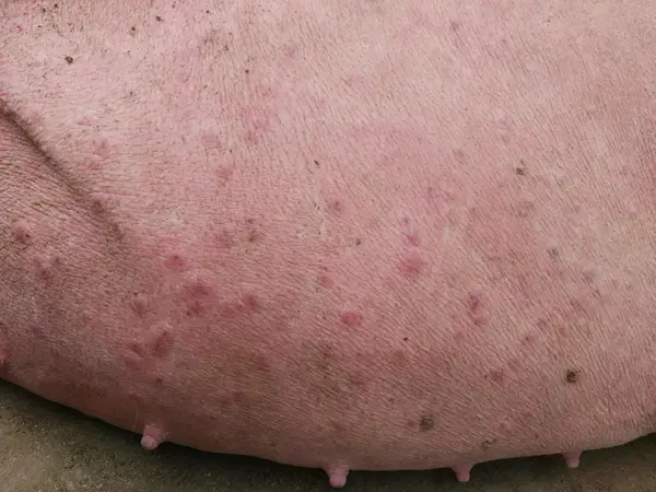 治疗猪湿疹的偏方:丝瓜叶捣烂见汁,涂擦患部,每三日用药一次,连用三次