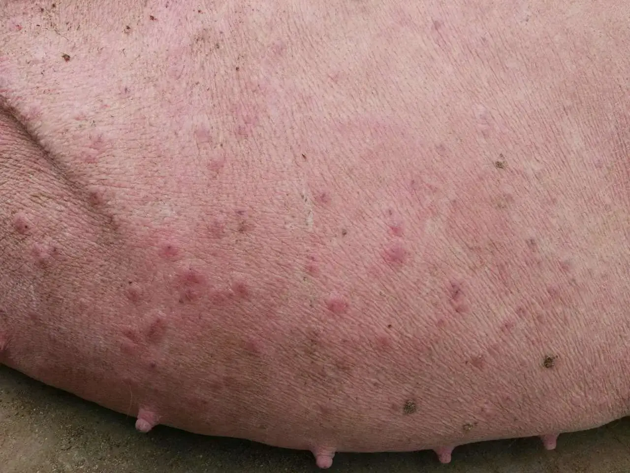 猪湿疹的病因:猪舍环境差,潮湿拥挤,通风不良;蚊虫叮咬或者化学药物