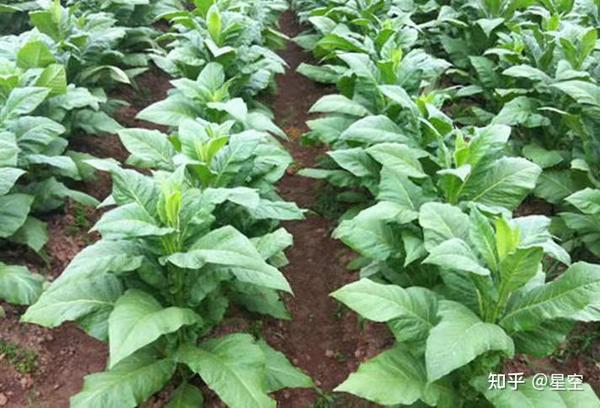 烟草是茄科烟草属植物,一年生或有限多年生草本,夏秋季开花结果.