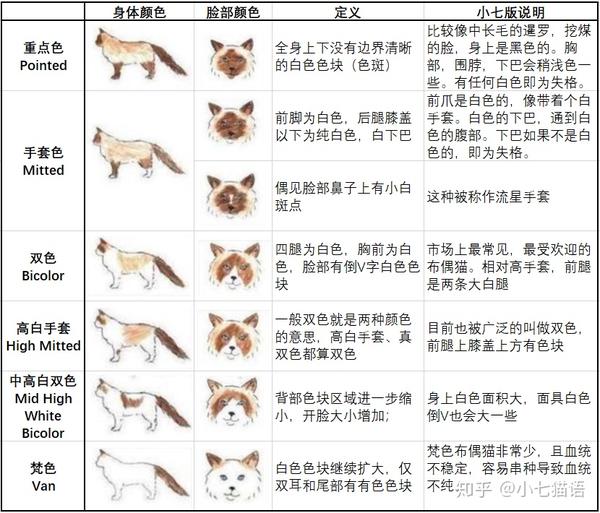 布偶猫的花色图鉴