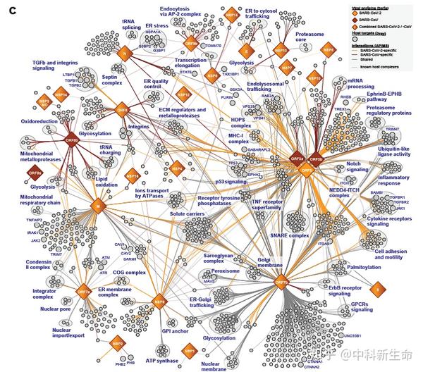 新冠病毒及sars病毒蛋白与宿主蛋白互作网络图