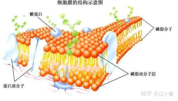 还参考了 细胞膜是具有流动性的磷脂双分子层结构这一基础生物学常识
