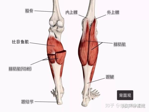 站姿提踵 提踵动作(calf raise)主要健美小腿肌群,美化小腿曲线.