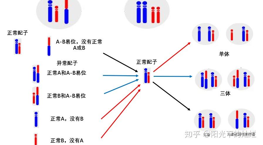 染色体易位从基因融合到肿瘤发生