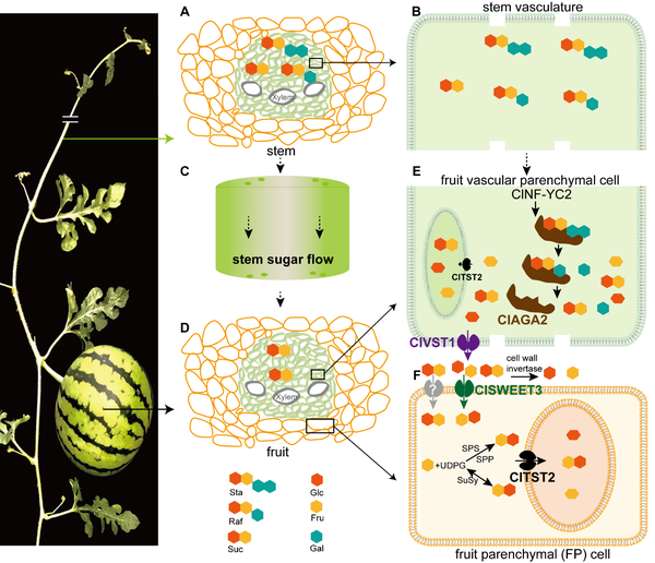 细胞液泡储存糖分必须经历四个关键的环节: 1)维管束运输的rfos在西瓜
