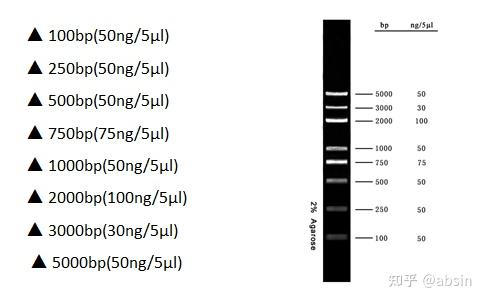 dl5000 dna marker由7条dna条带组成,dna条带分别为: 本产品为即用型