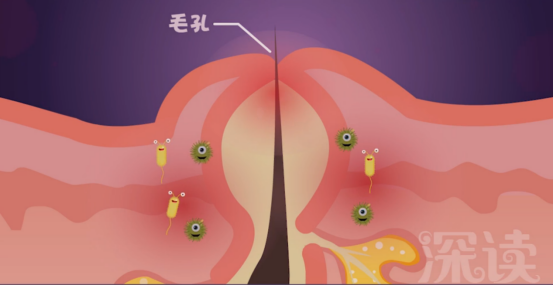 女生雄性激素大于雌性激素?
