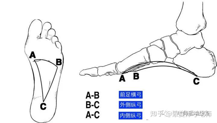 对于前足的 横弓,曾有一些学者持怀疑态度