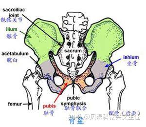 什么是骶髂骨关节炎,它和强直性脊柱炎的区别有哪些?