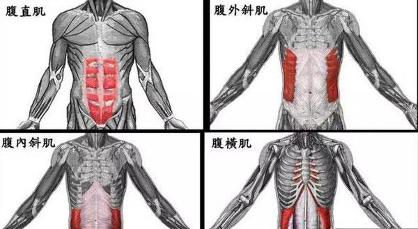 腹部肌肉示意图 来自网络