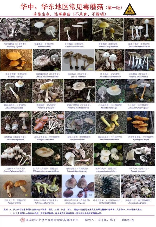 我国各地区常见毒蘑菇图谱,值得