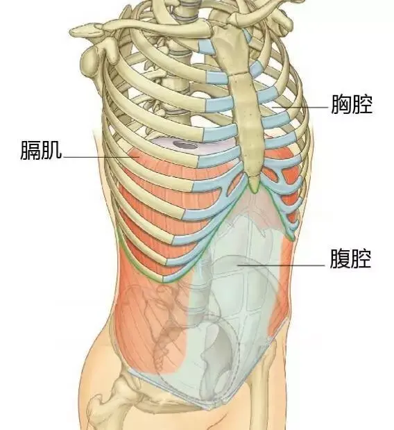 习惯胸肩式呼吸的人,如果膈肌无力,就不能维持肋骨在一个正确的位置上