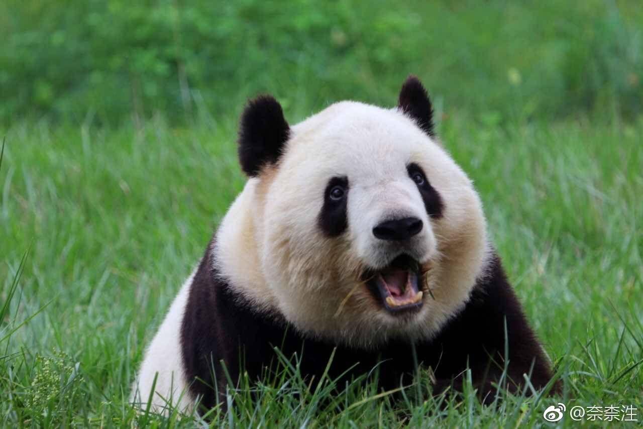 真正狂热喜欢的,那是猫迷,中外都有,对熊猫名字长相谱系如数家珍的