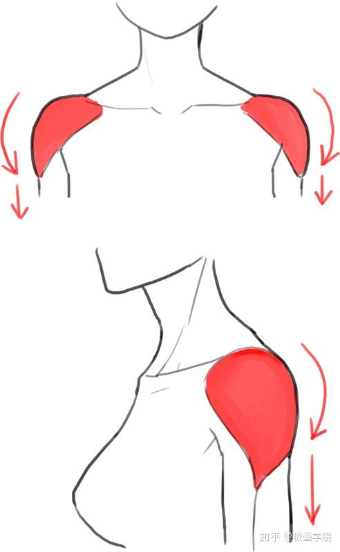关于肩膀周围