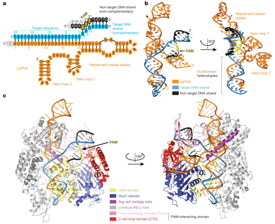 cas9蛋白结构域