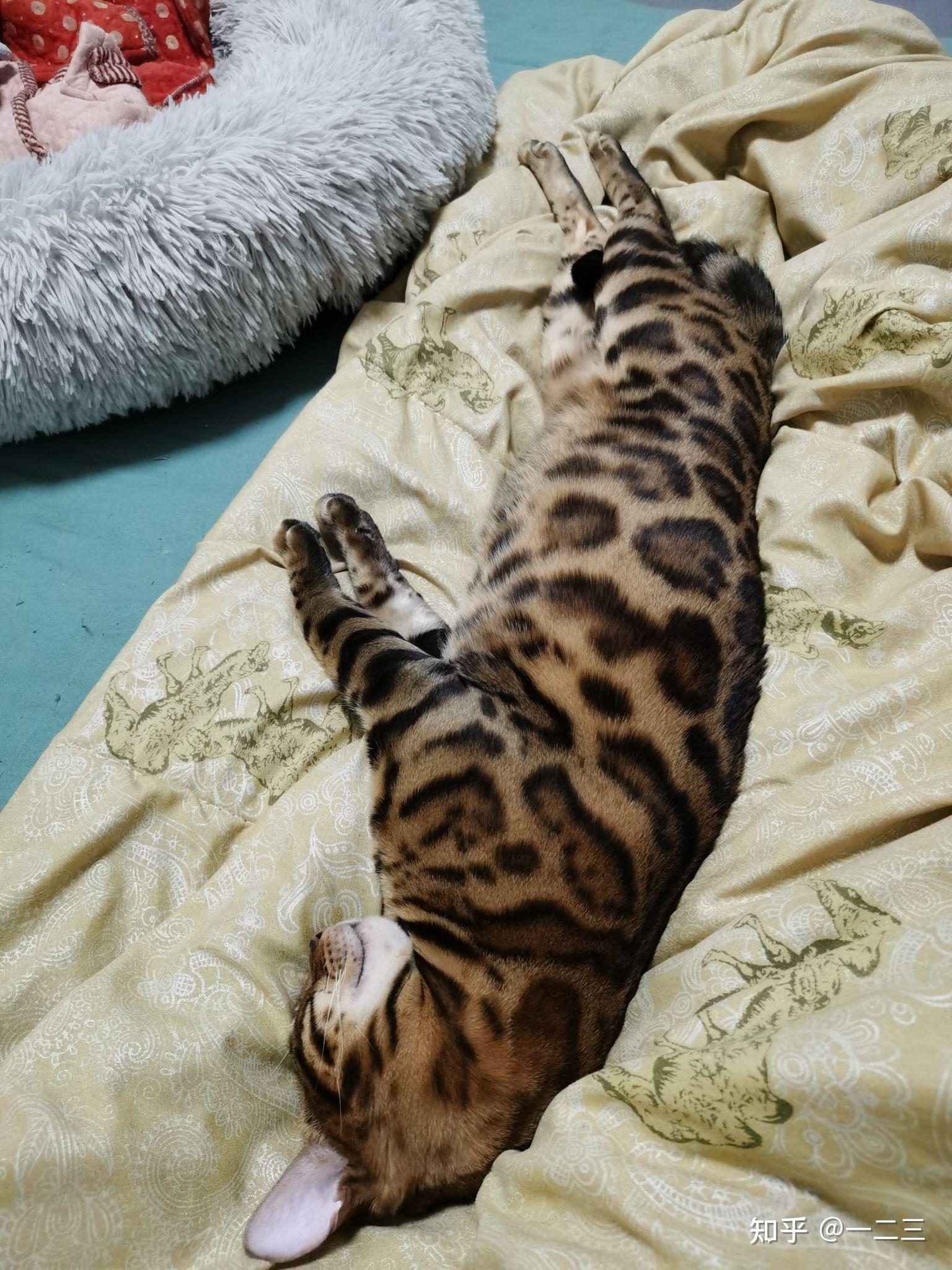 孟加拉豹猫幼崽咬手如何纠正