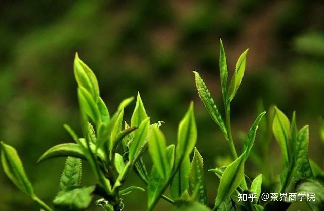 2021年春天春茶喝茶的14个好处