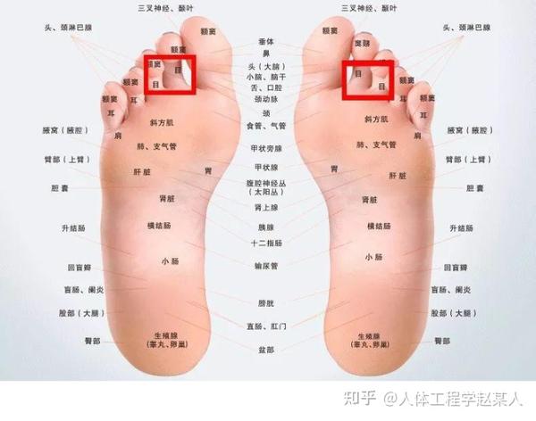 足底有66个穴位,72个反射区,对应人体五脏六腑的各个器官,双脚是我们