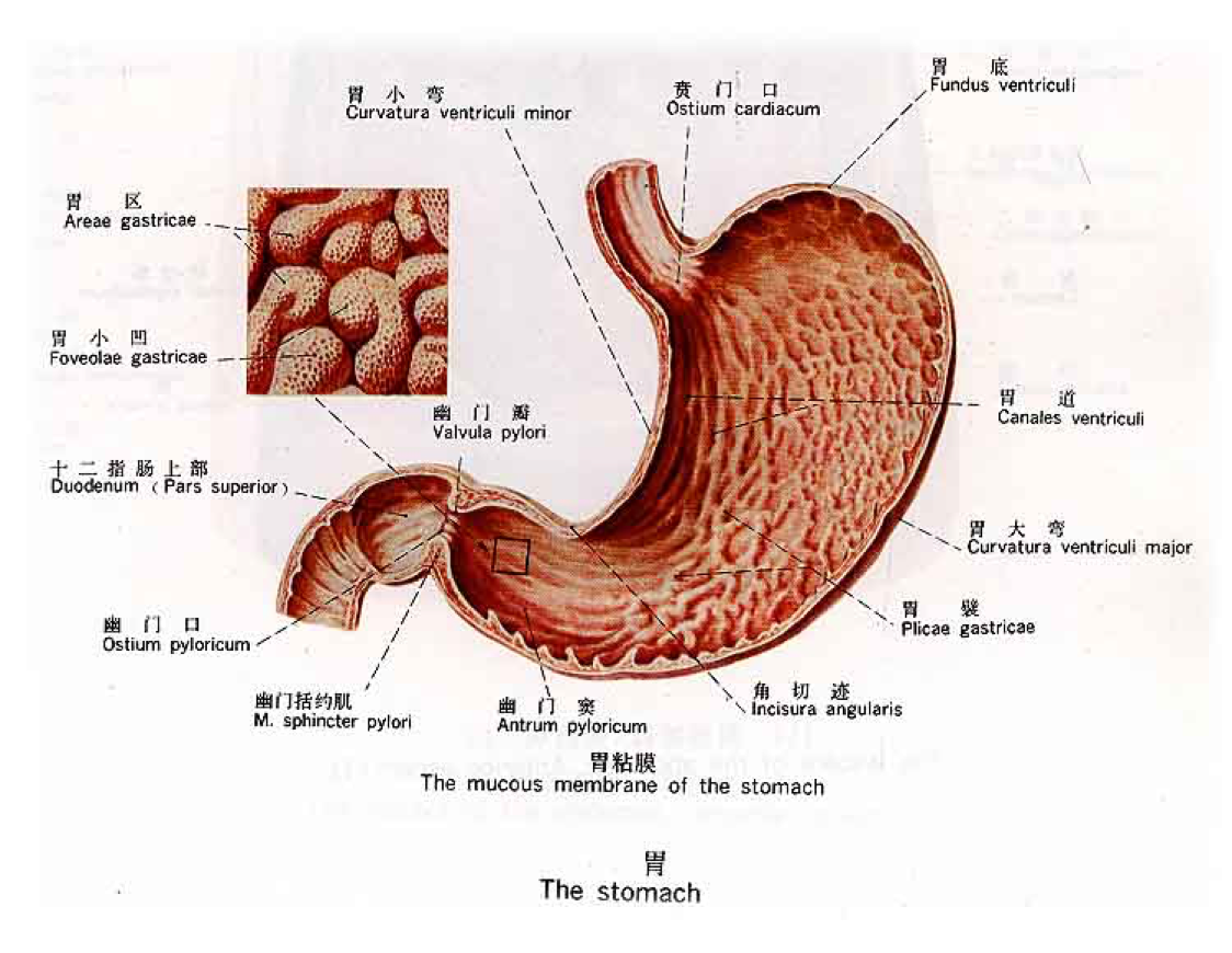 在胃与十二指肠交界处胃粘膜覆于幽门括约肌的表面,形成环形的粘膜