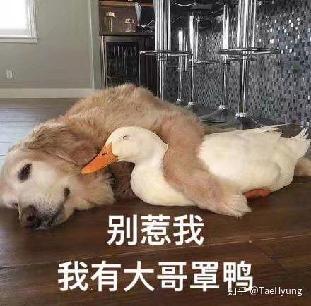 如何看待鸭子类表情包的爆红?
