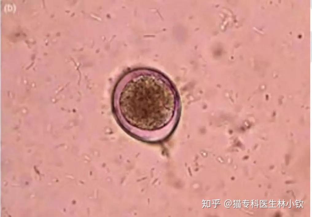 猫寄生虫系列球虫感染20