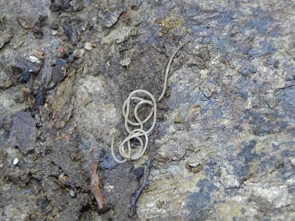 在美国弗吉尼亚北部小溪中发现的一种线虫,幼虫寄生在昆虫体内,但成虫