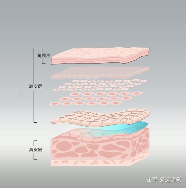 真皮层的位置,是在我们表皮层的下面(如下图),里面有细胞,纤维和基质