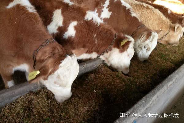 牛吃什么长得快?自制牛饲料配方表,附牛的喂养技巧与注意事项!