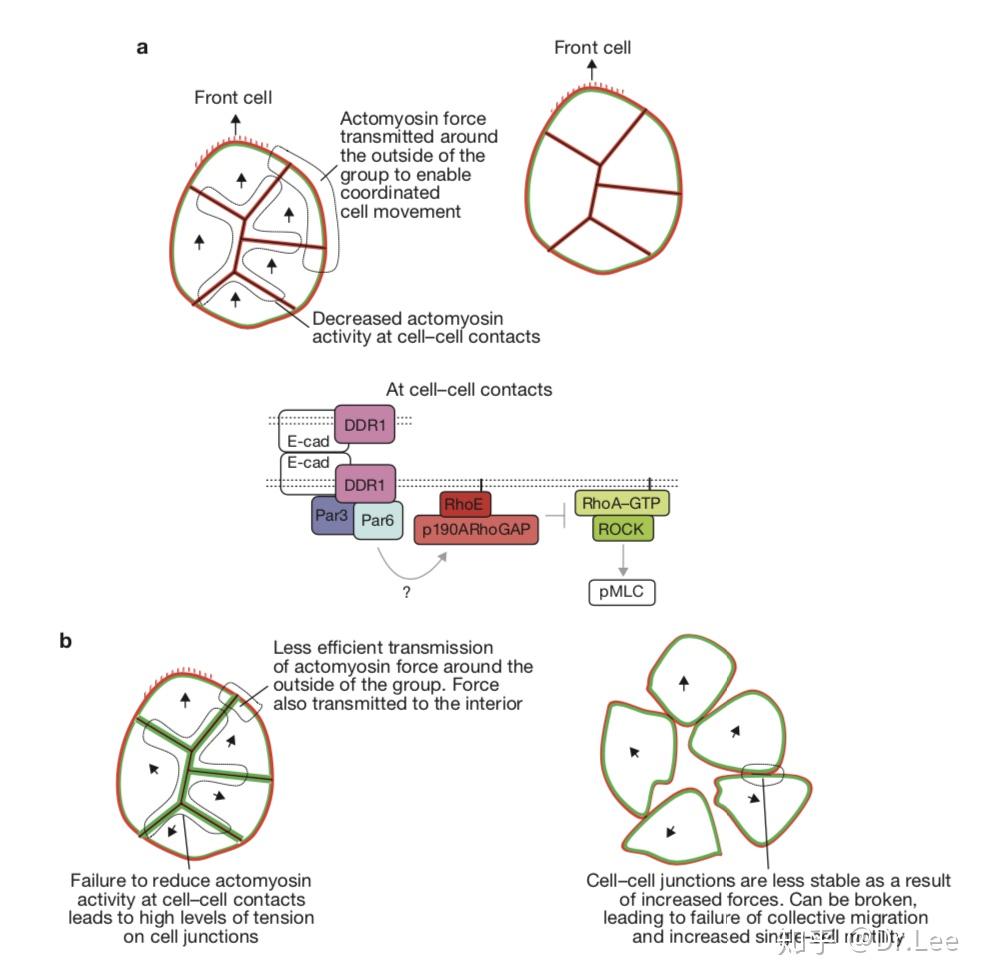 Collective Cell Migration