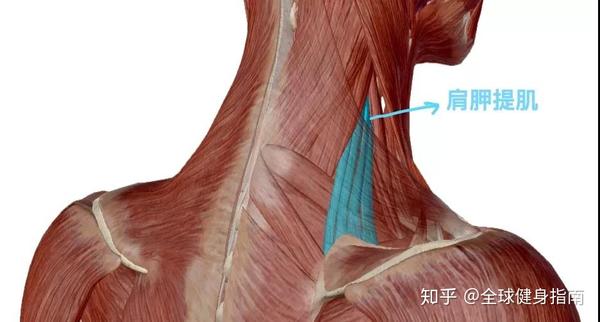 ②肩胛提肌问题 肩胛提肌可能有人听过,这条肌肉通常是我们发生落枕