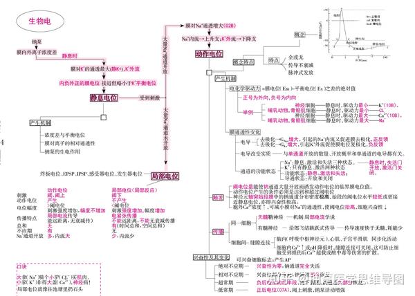 生理学绪论细胞的基本功能思维导图笔记重点