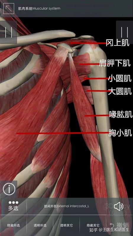 肩胛下肌和大圆肌使肩关节内旋,内收,后伸.