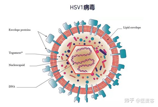 基因治疗新贵公司a轮融资1200万欧元利用hsv1作为载体开发基因疗法丨