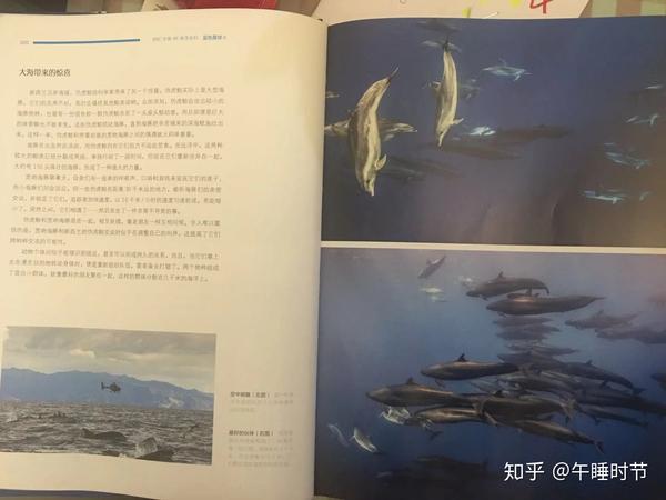 伪虎鲸和宽吻海豚会通过叫声进行合作.