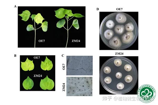 中国农科院棉花研究所在棉花黄萎病调控分子机制研究方面取得进展