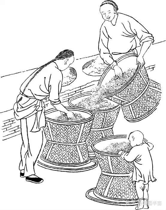 大红袍制作工艺详解