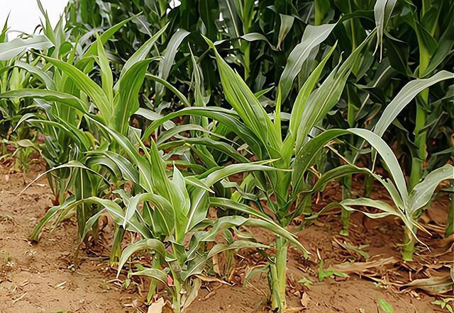 能造成玉米绝收的一种病害,植株矮小不结穗,被称为"癌症"